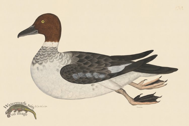 (image for) Rudbeck CFA 230 Goldeneye Female