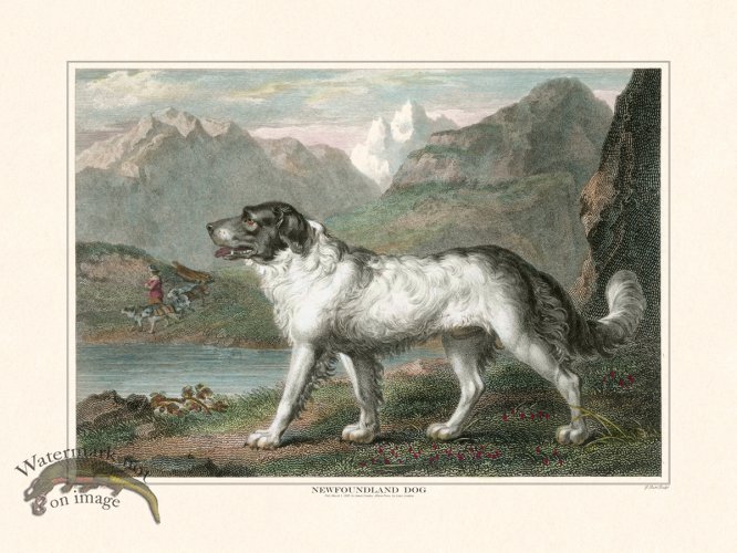 (image for) TSR Newfoundland Dog