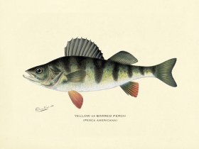 Perch - Yellow or Barred