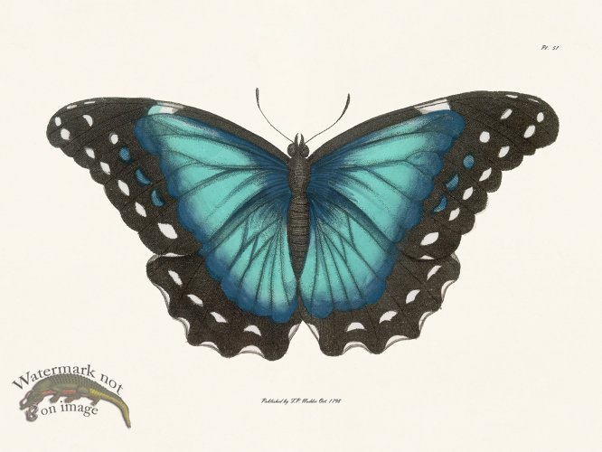 (image for) Nodder BF 51