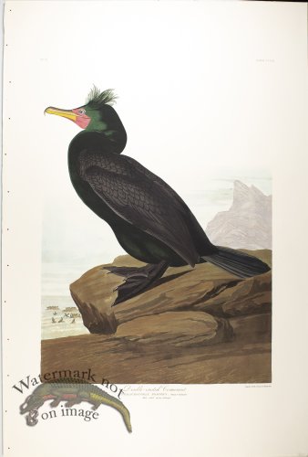 (image for) Double-Crested Comorant