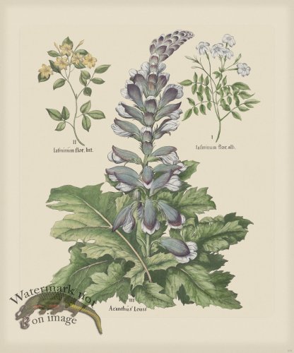 (image for) Besler 275 Colored B2