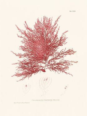 Bradbury Seaweed 122