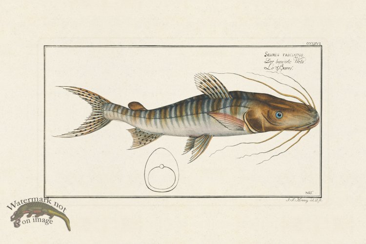 (image for) BLOCH FISH 366