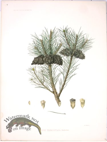 (image for) Lawson Pine Cone 29