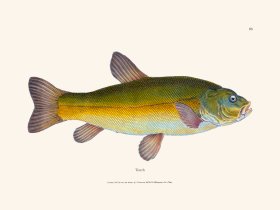 093 Tench
