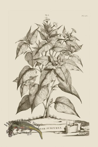 (image for) Abraham Munting 067