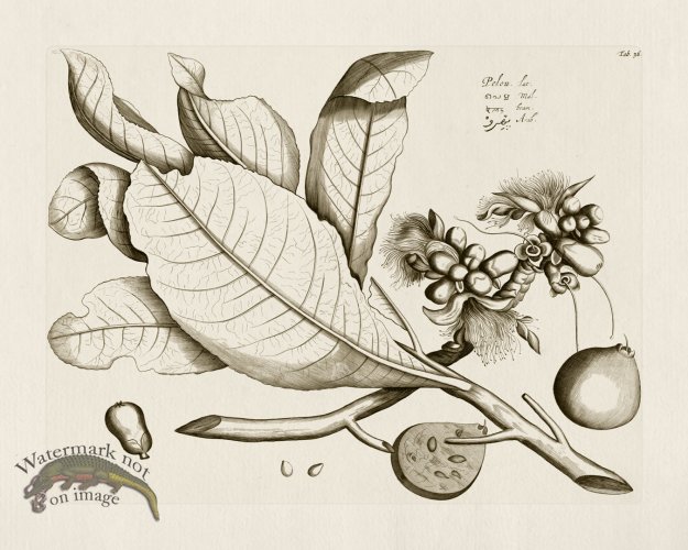 (image for) HORTUS VOl 03 36