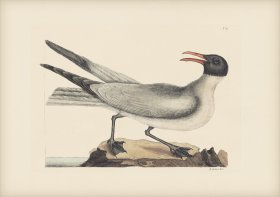 089 Laughing Gull