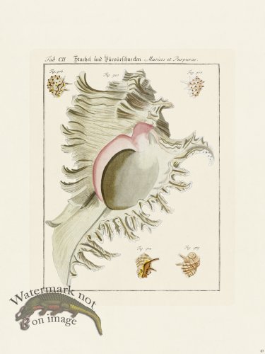 (image for) Martini Shells 049