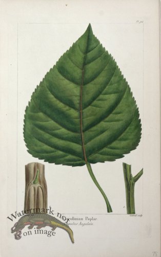 (image for) 14 Carolinian Poplar