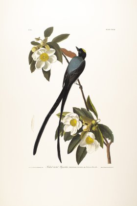 Forked-Tailed Flycatcher