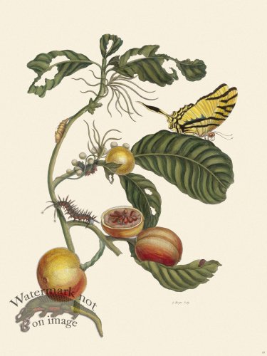 (image for) Merian Metamorphosis 43
