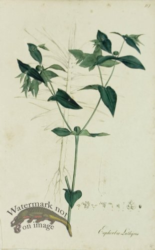 (image for) 1828_Gmp 088