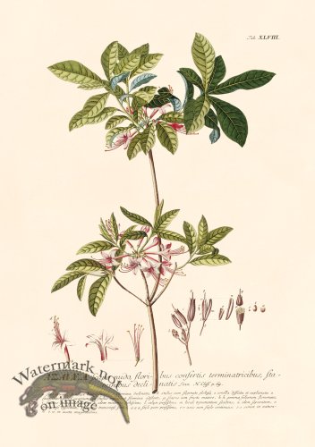 (image for) Trew Botanical 48