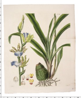 Curtis Botanical 081