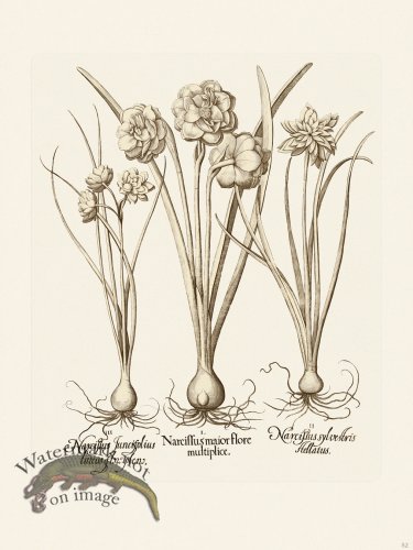 (image for) Besler 052 B1