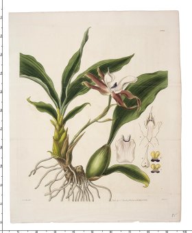 Curtis Botanical 082