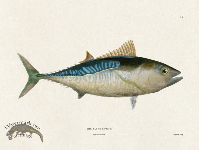 (image for) Werner Fish 025