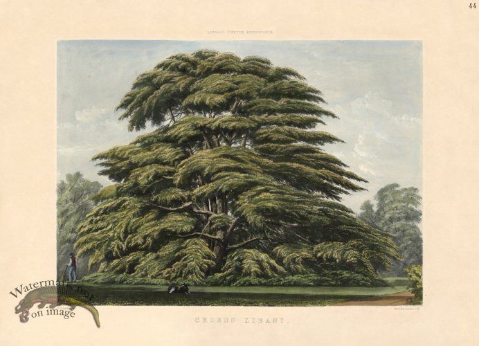 (image for) Cedar of Lebanon