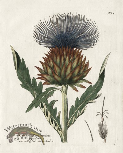 (image for) Artichoke Thistle or Cardoon