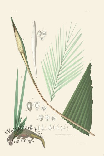 (image for) Rodrigues Palm Front 057