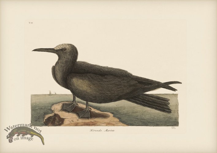 (image for) 088 Noddy