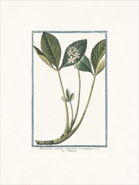 Bonelli 088 Meniante