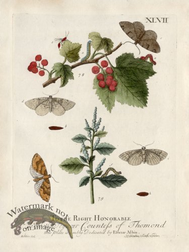 (image for) Albin Plate 47