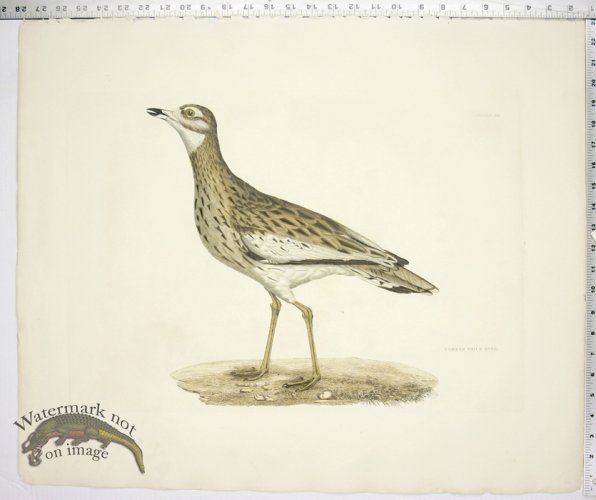 Common Thick Knee