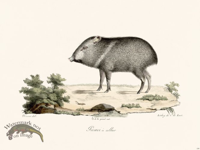 (image for) Cuvier 238 Collared Gecari