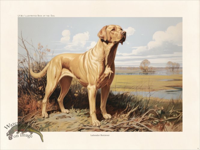 (image for) CFA Dog Labrador Retriever 04