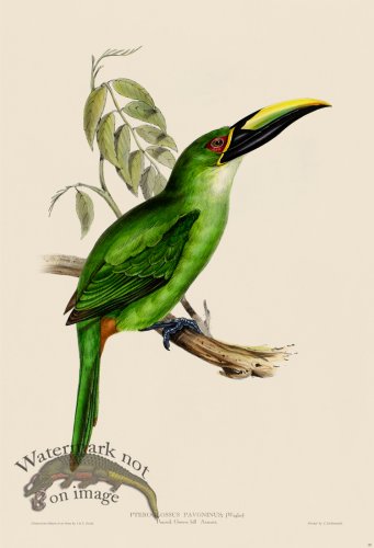 (image for) Peacock Groove-bill Aracari