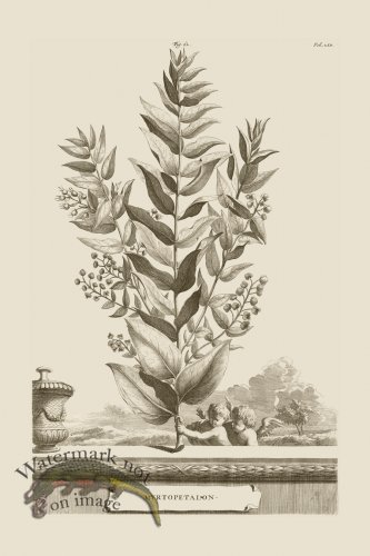 (image for) Abraham Munting 062