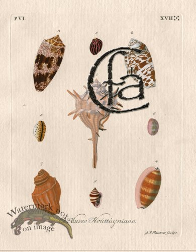 (image for) Knorr Shell 23