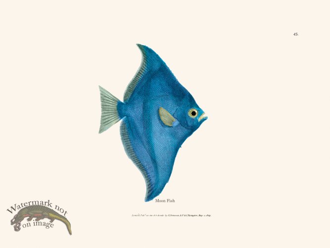 (image for) 045 Moon Fish