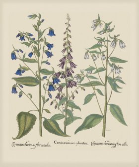 Besler 155 Colored B2