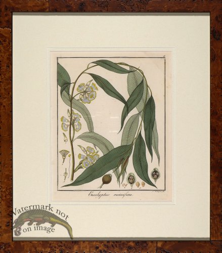 (image for) Hayne\'s Botanical in Burl 04