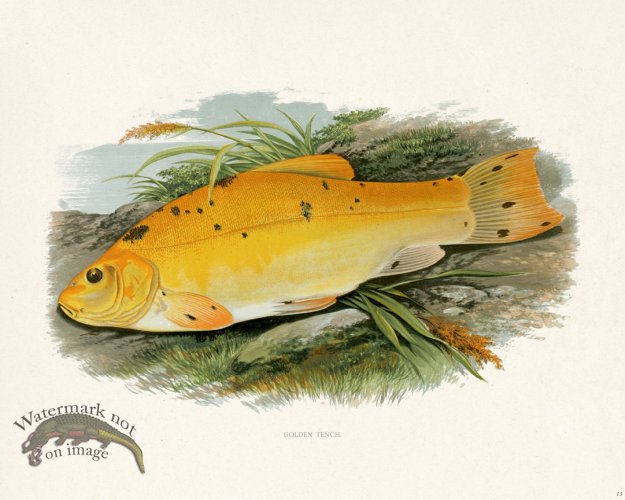 (image for) British FW 13