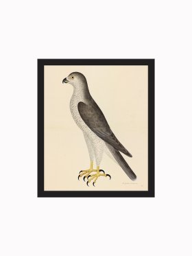 Rudbeck CFA_BF 31 Goshawk