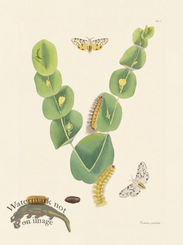 (image for) Abbot Butterfly 067