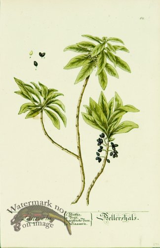 (image for) Blackwell German 119