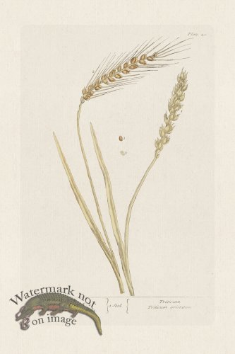 (image for) BEE 040 Wheat No 1