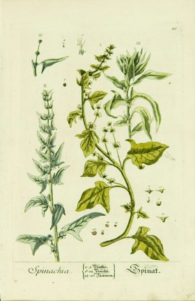 Blackwell German 220