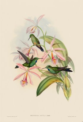 Gould Hummingbird 094