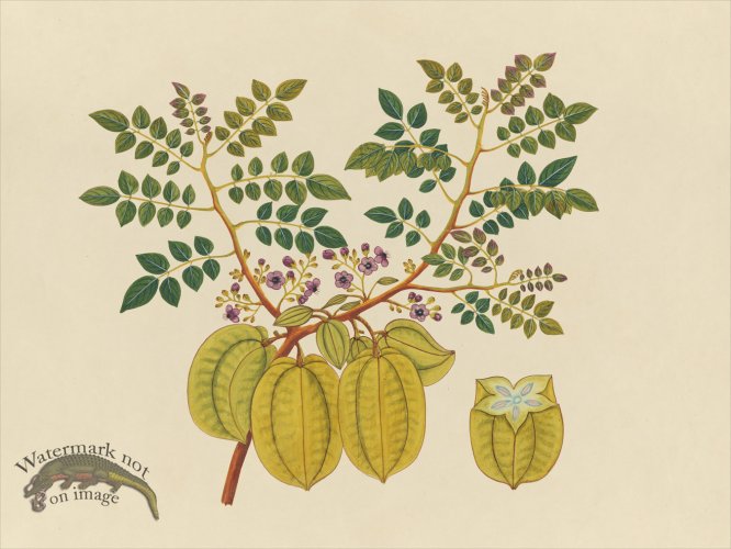 (image for) Far East Fruit and Flowers 32