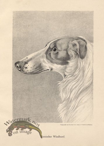 (image for) 1890s Dogs 20