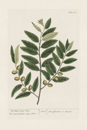 BEE 213 The Wild Olive Tree