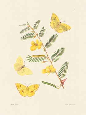 Abbot Butterfly 005