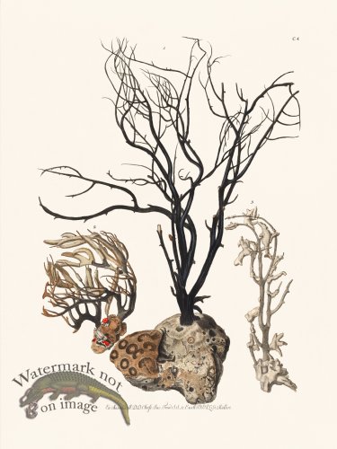 (image for) Knorr Coral 04